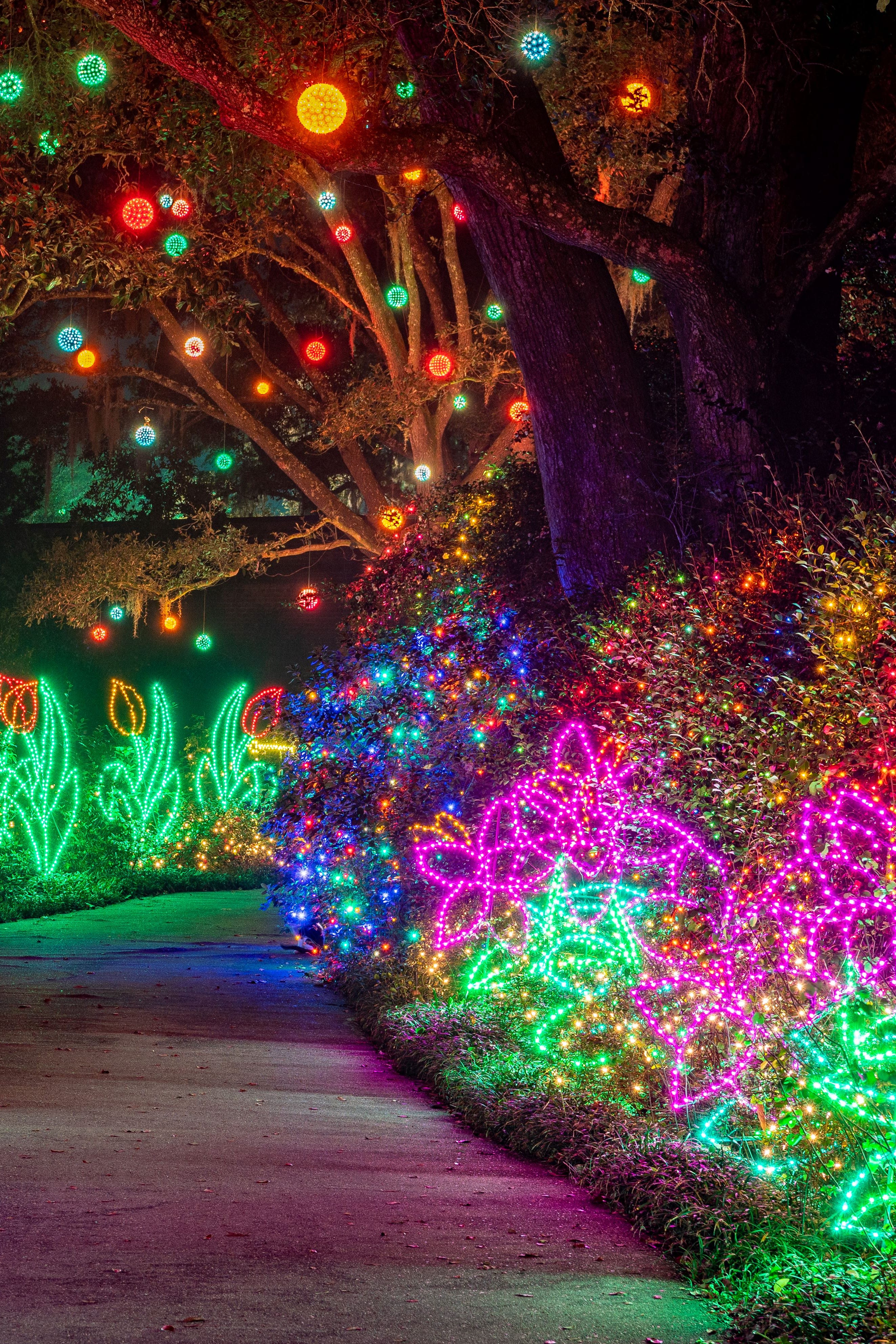 warm white lights