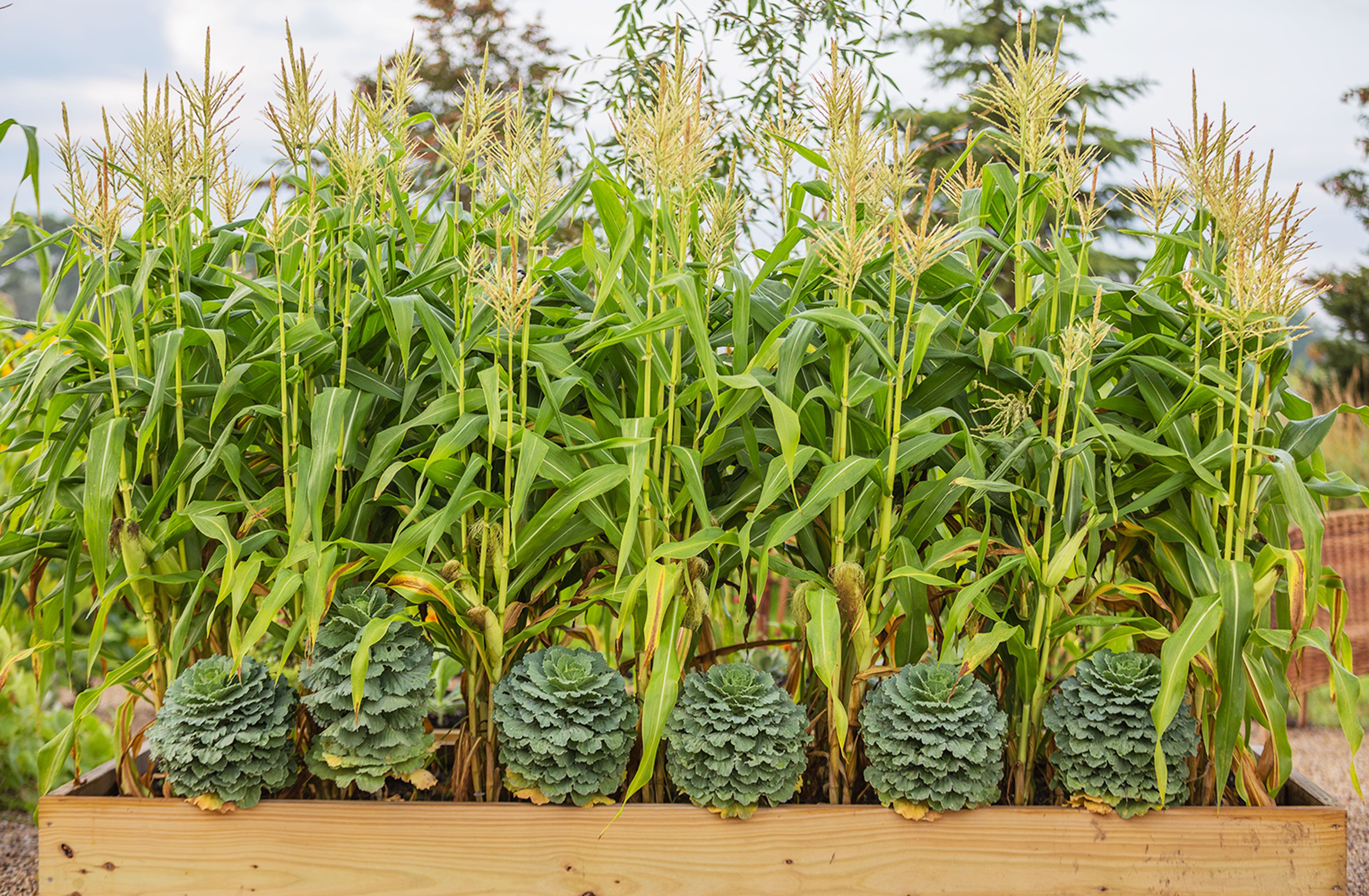 Indoor corn plant