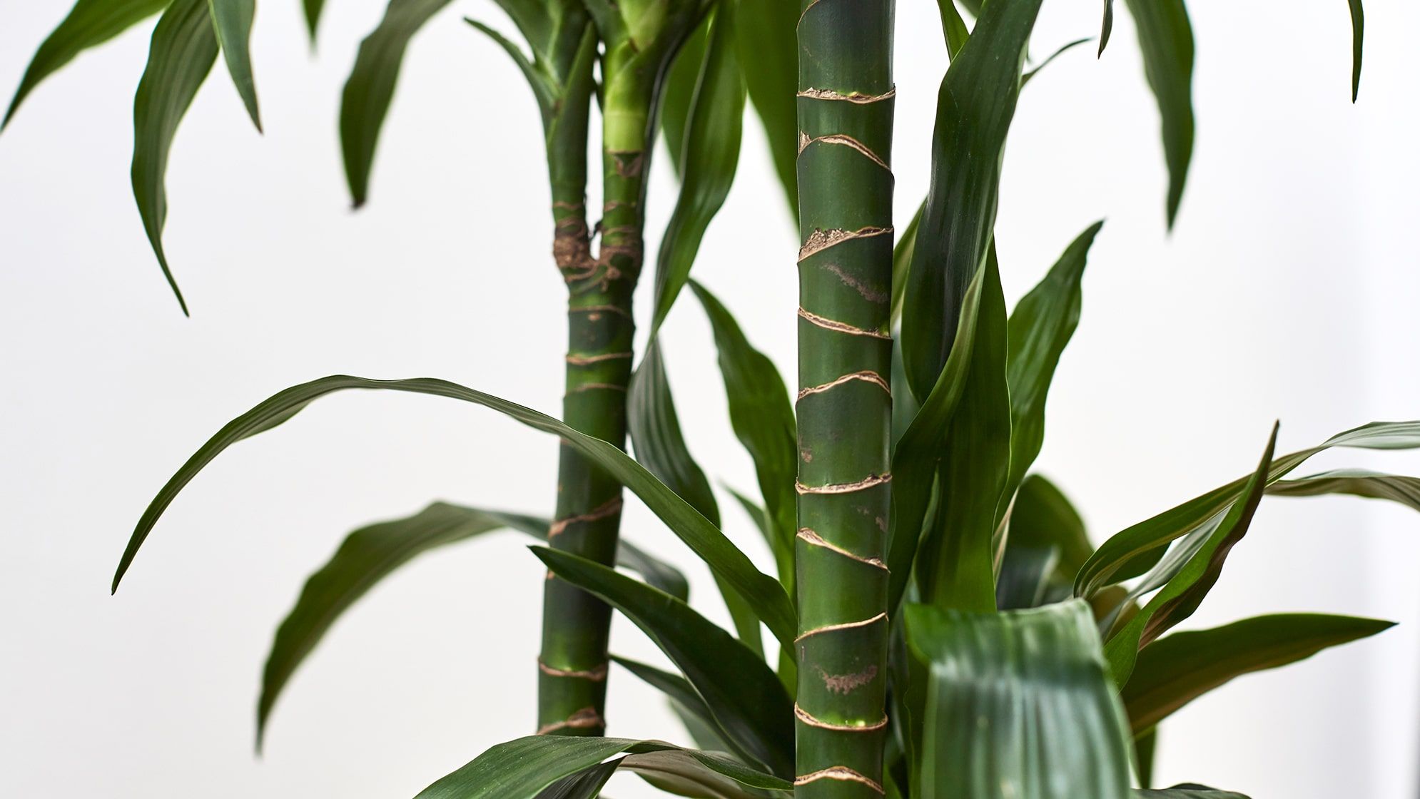 Corn plant toxicity