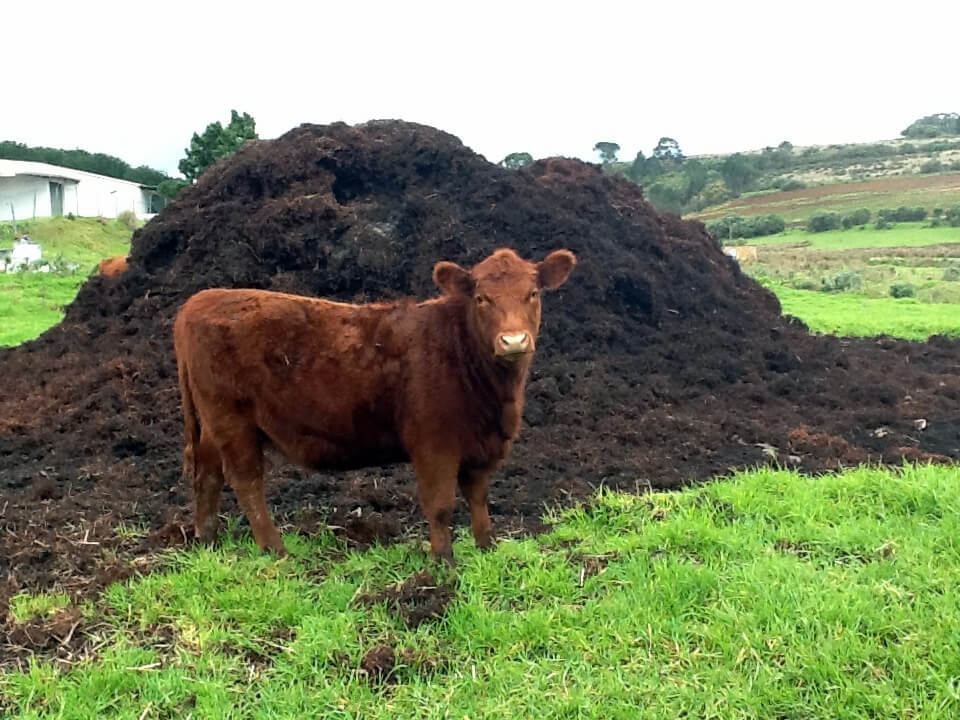 composted cow manure benefits