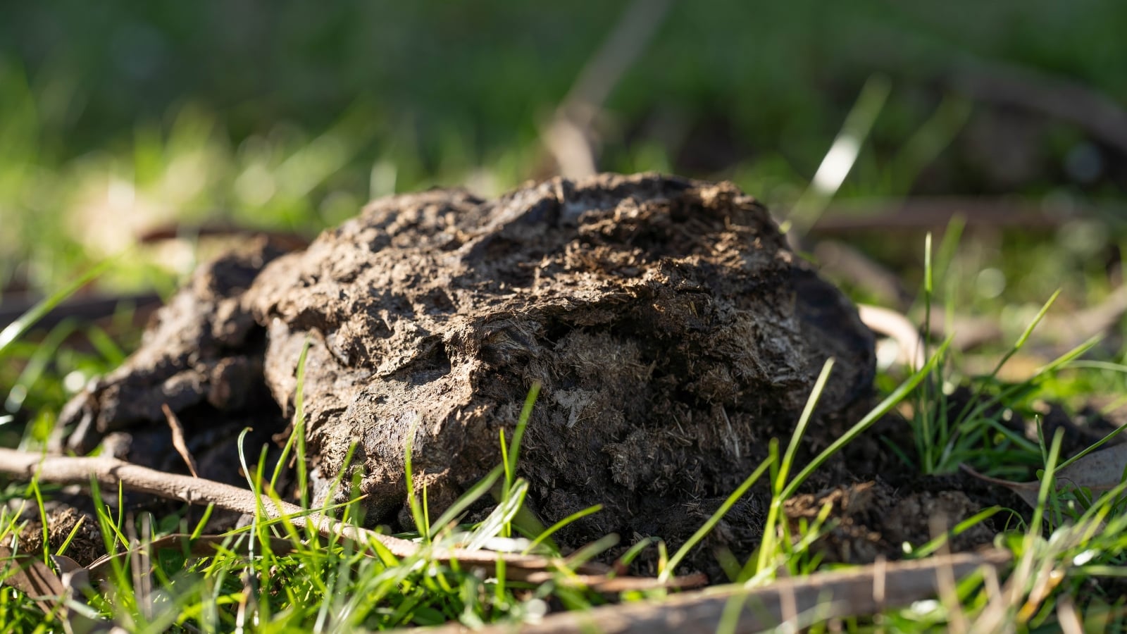 how to use cow manure in garden