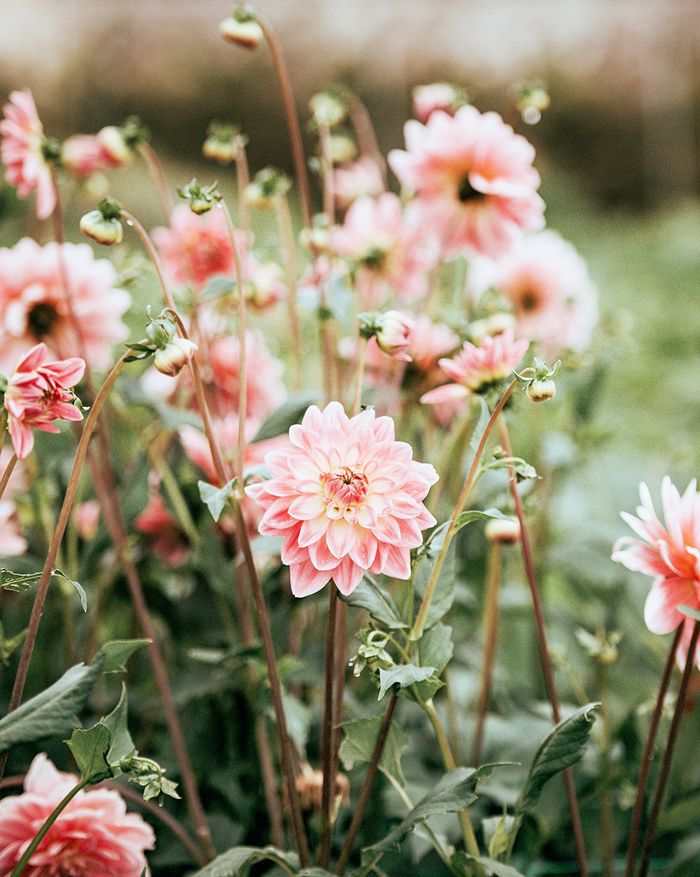 cute flower