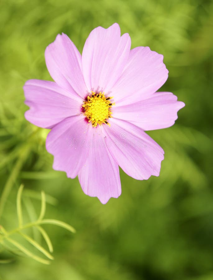 cute flower