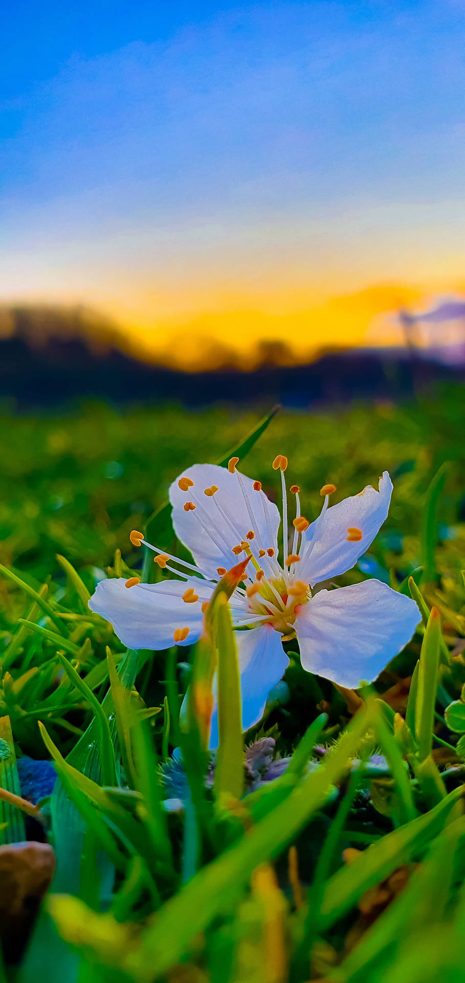 cute flower