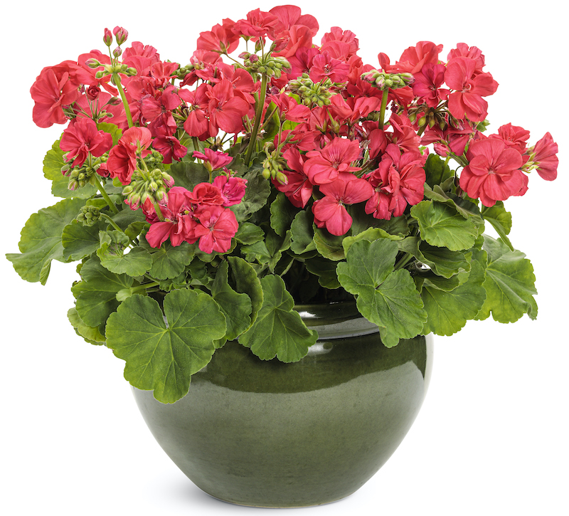 Do deer eat pelargoniums?