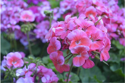 Are zonal geraniums deer resistant?
