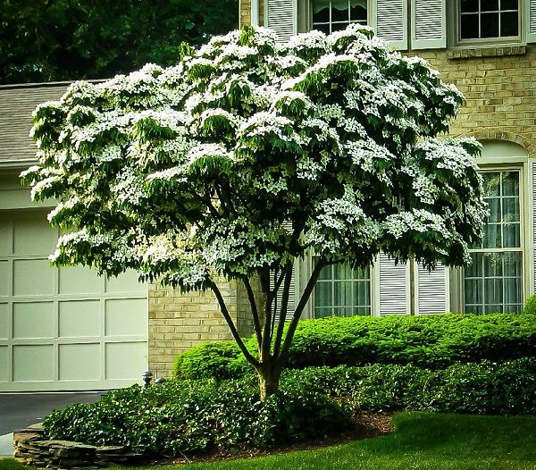 dogwood tree care