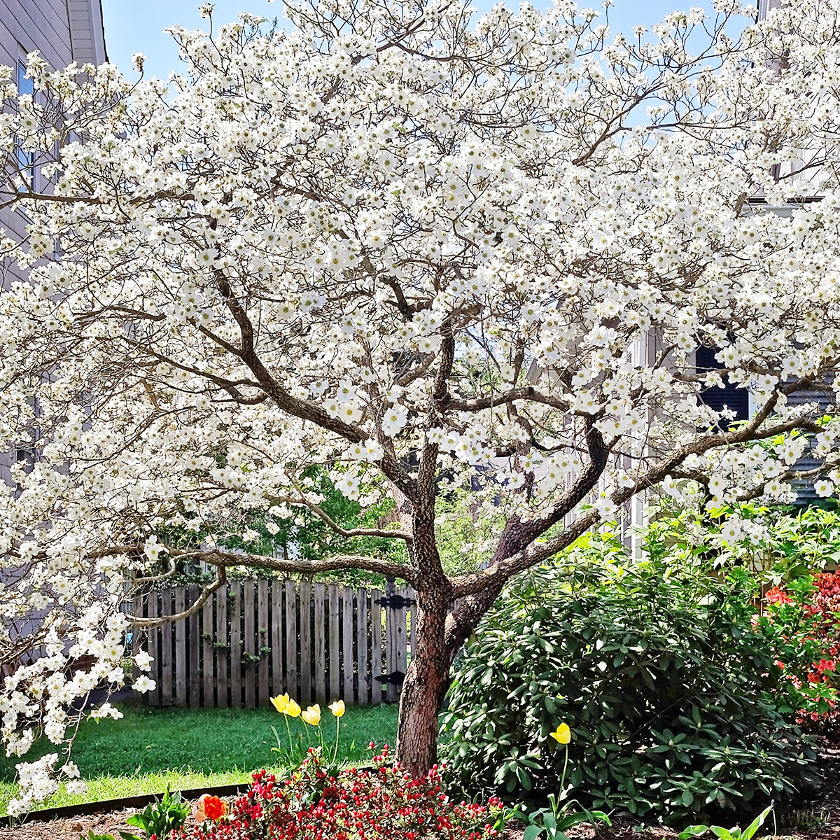 planting dogwood trees