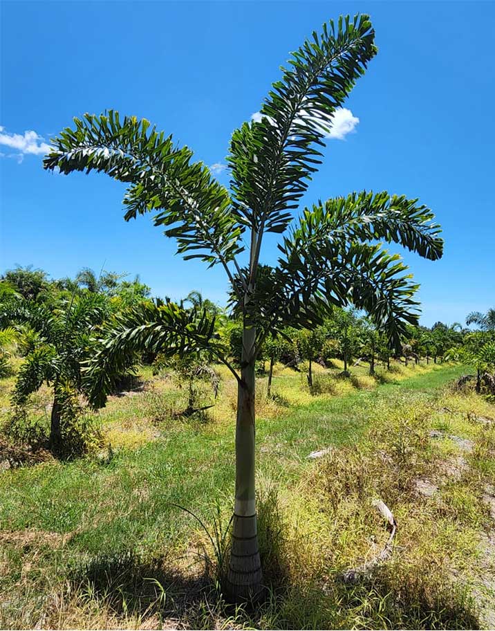 Caryota spp.
