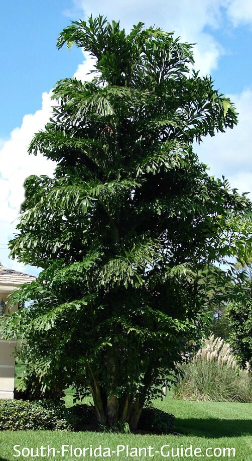 Caryota mitis