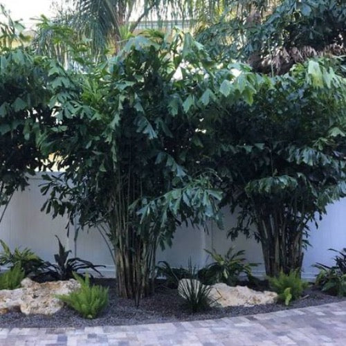 Monocarpic palms