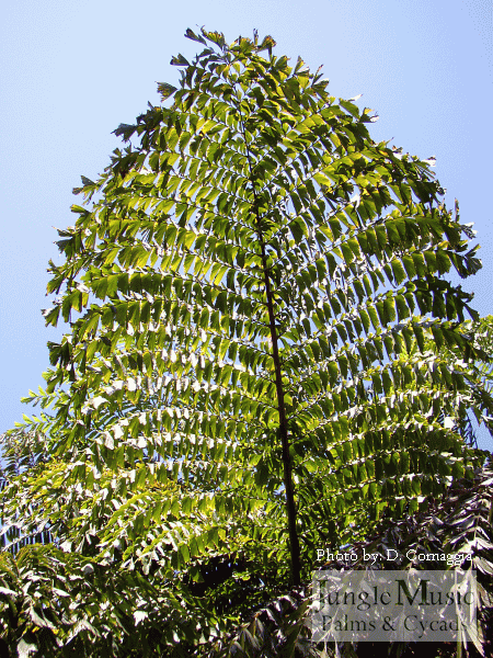 Bipinnate palm leaves