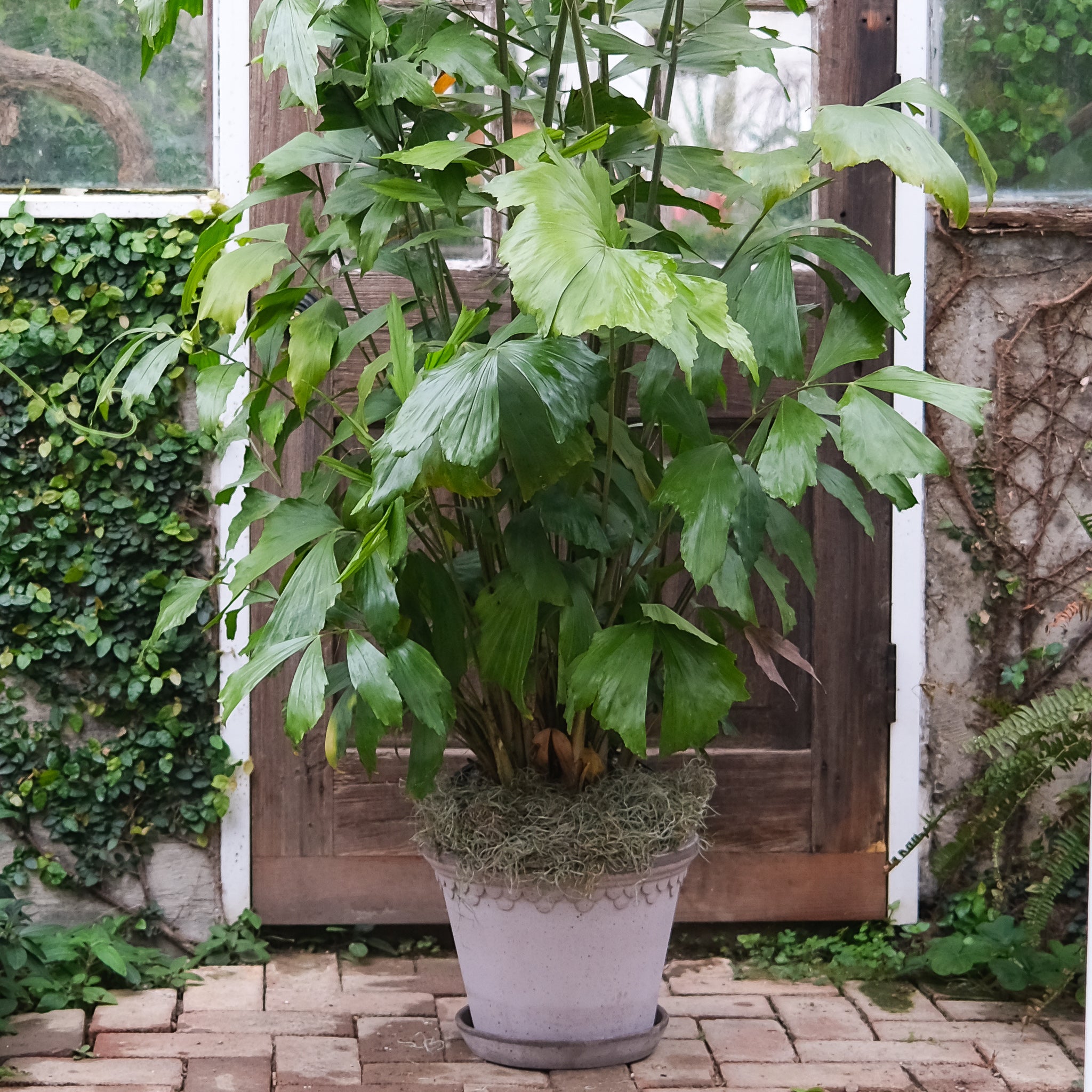 Caryota spp.