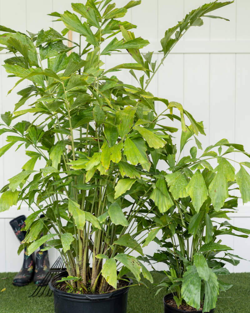 Caryota mitis