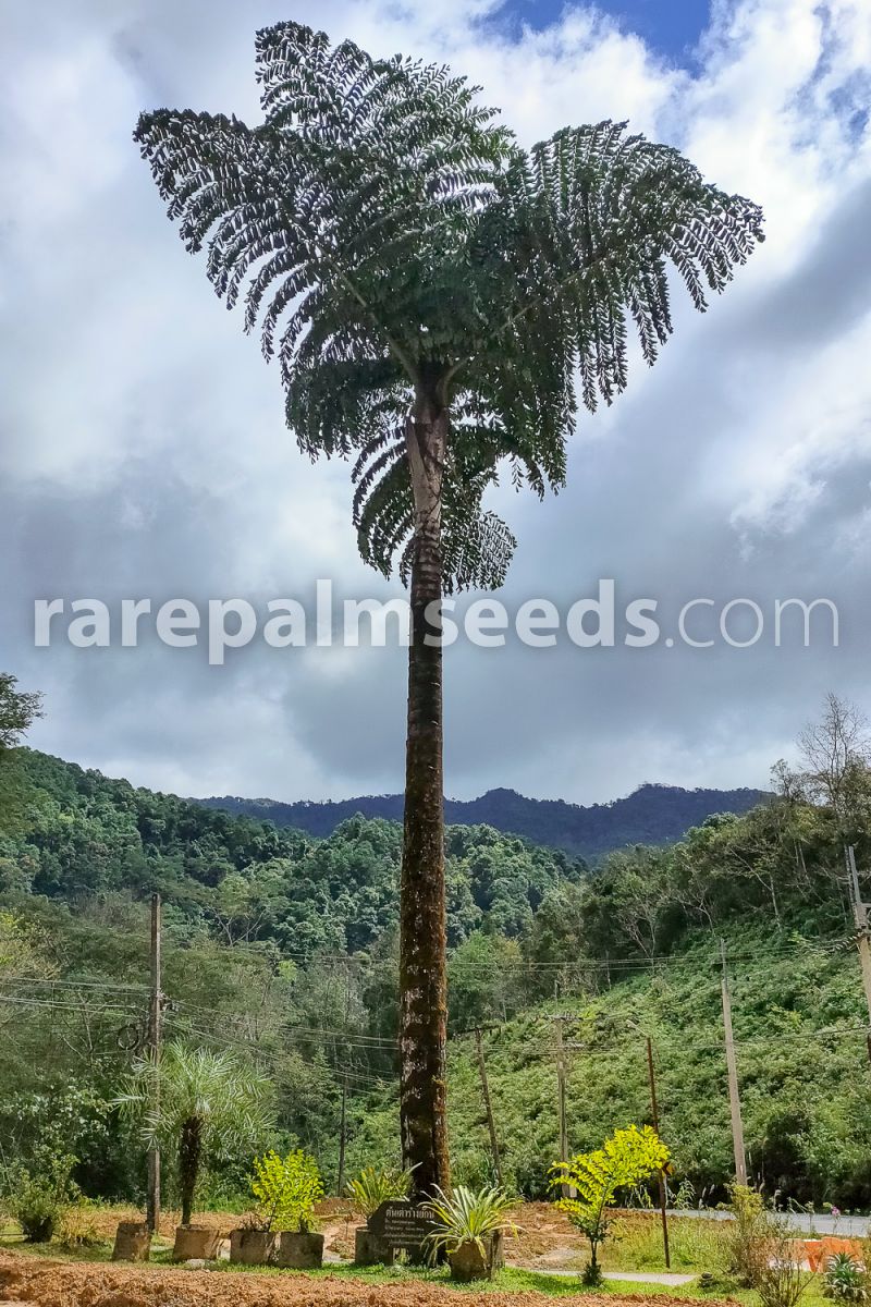 Clustering fishtail palm