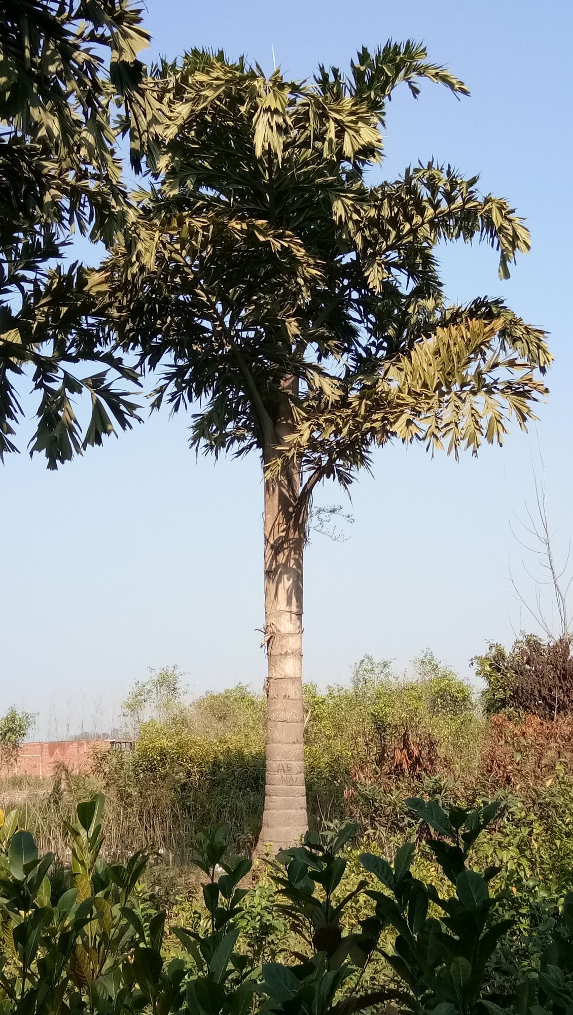 Fishtail palm watering