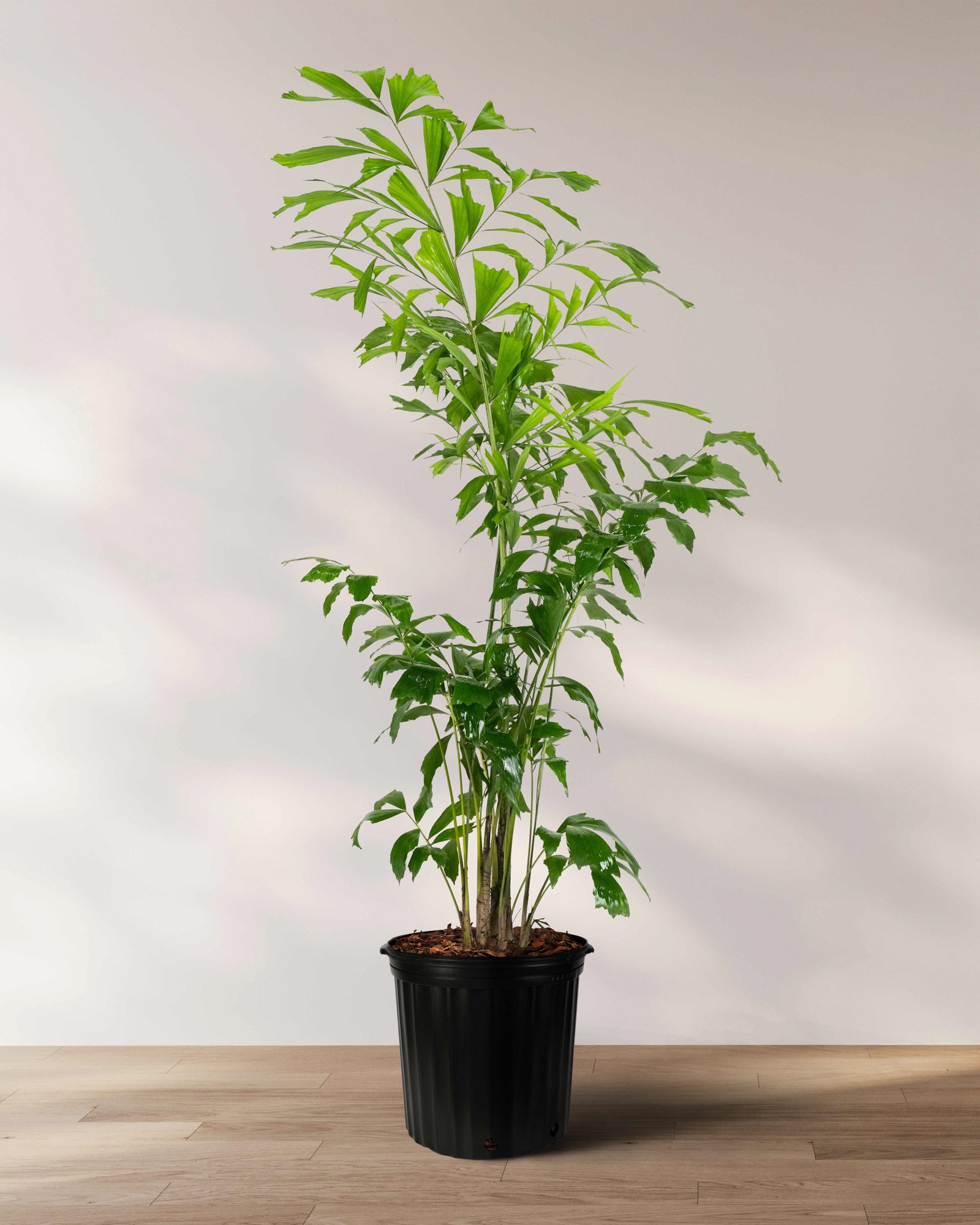 Burmese fishtail palm