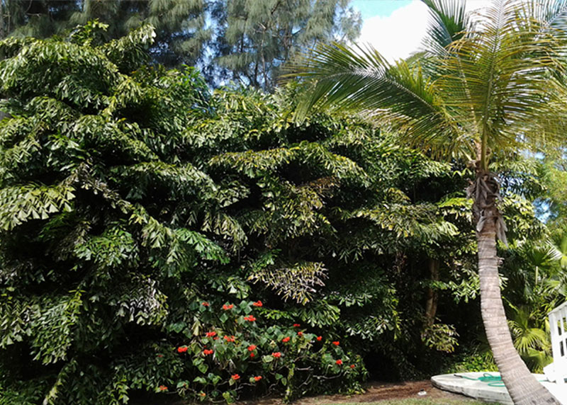 Fishtail palm light requirements