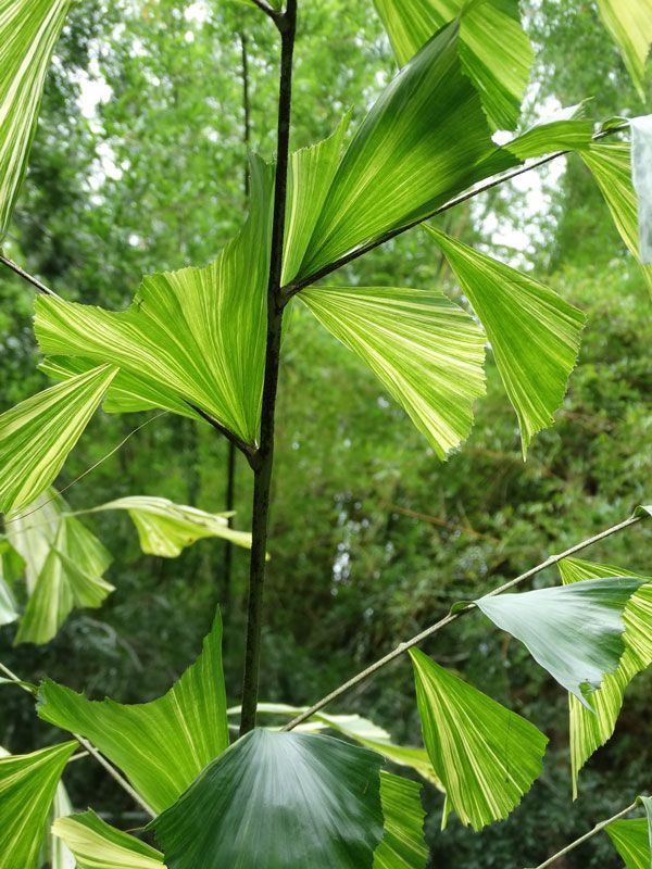 Fishtail palm humidity