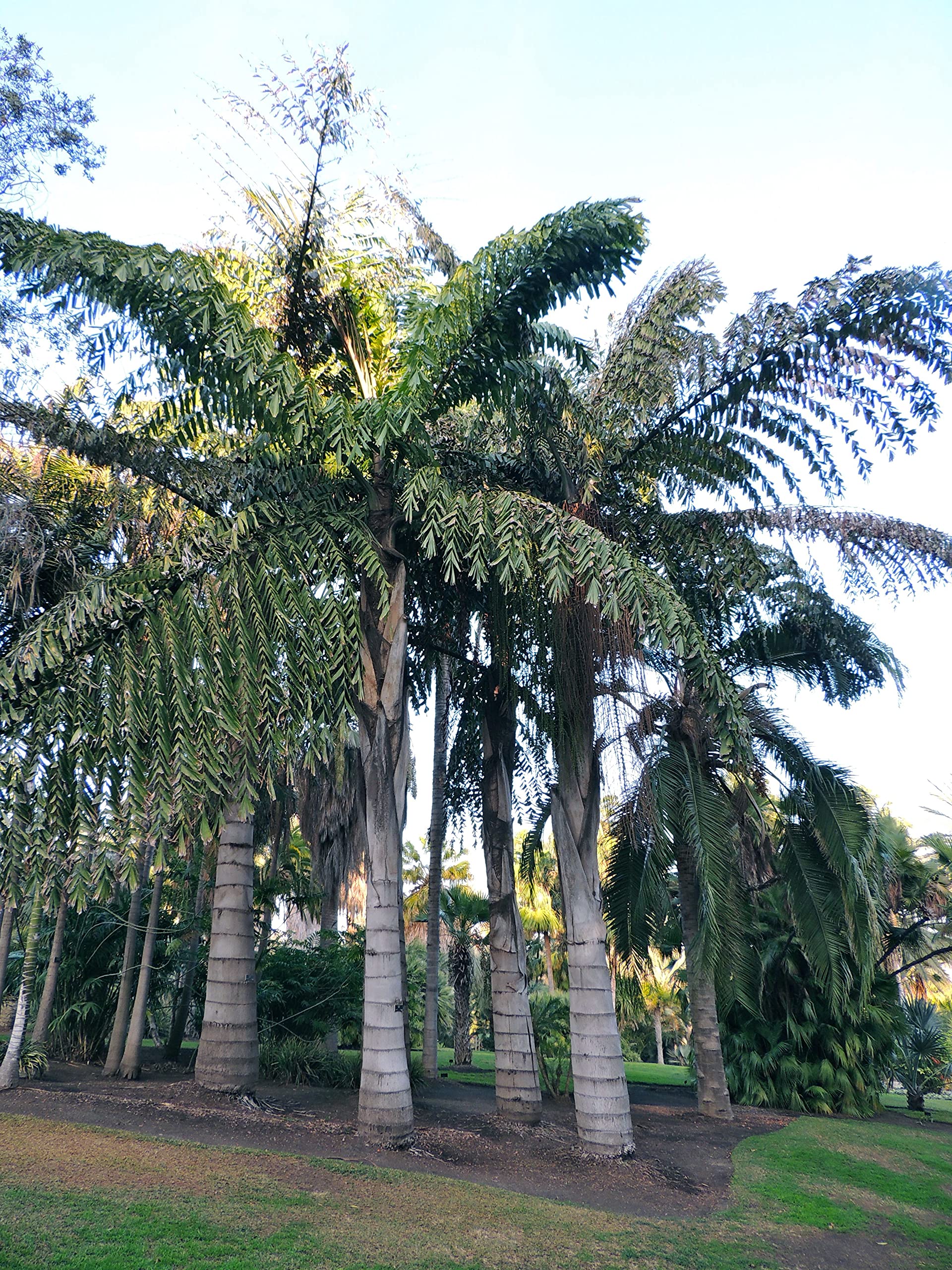 Monocarpic palms