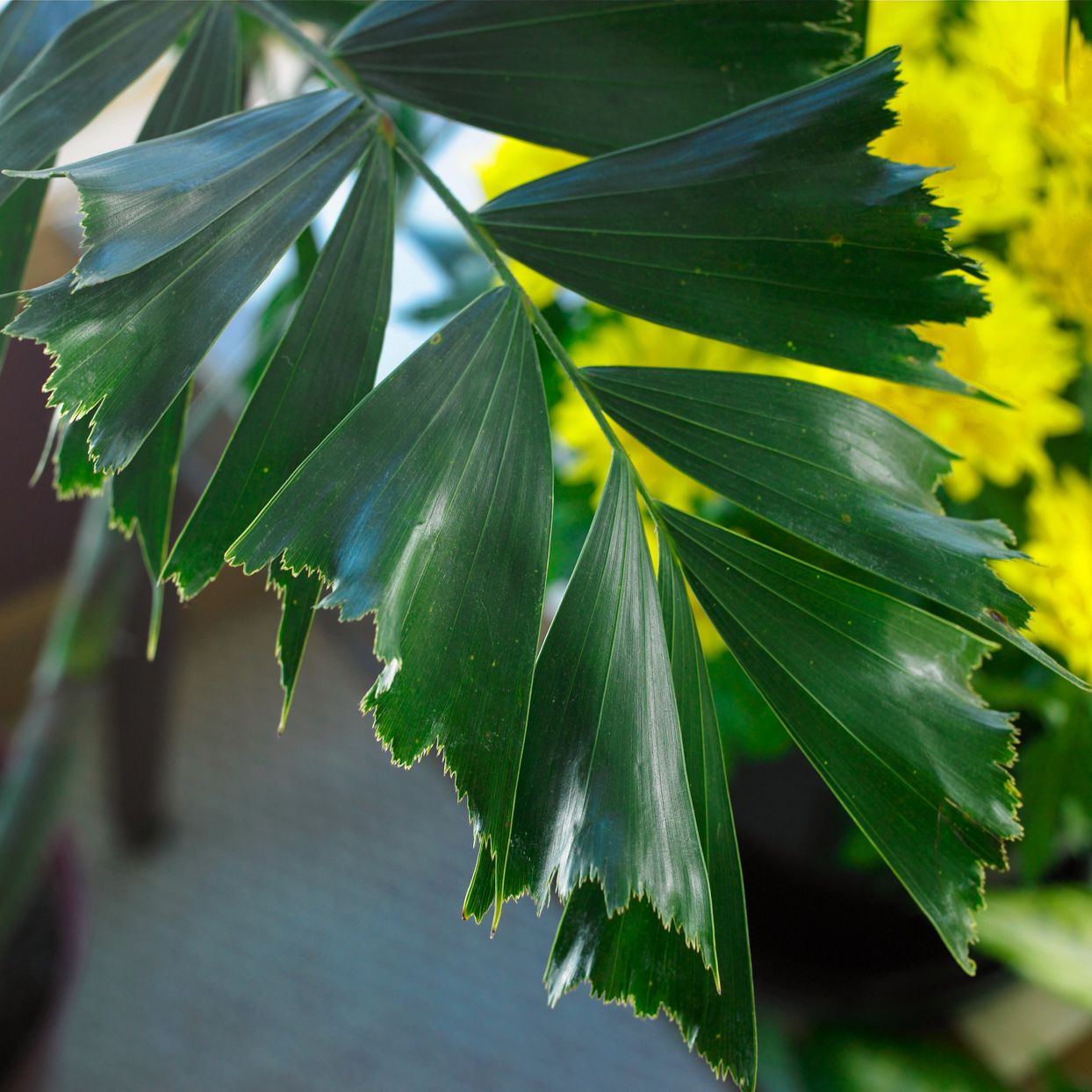 Clustering fishtail palm
