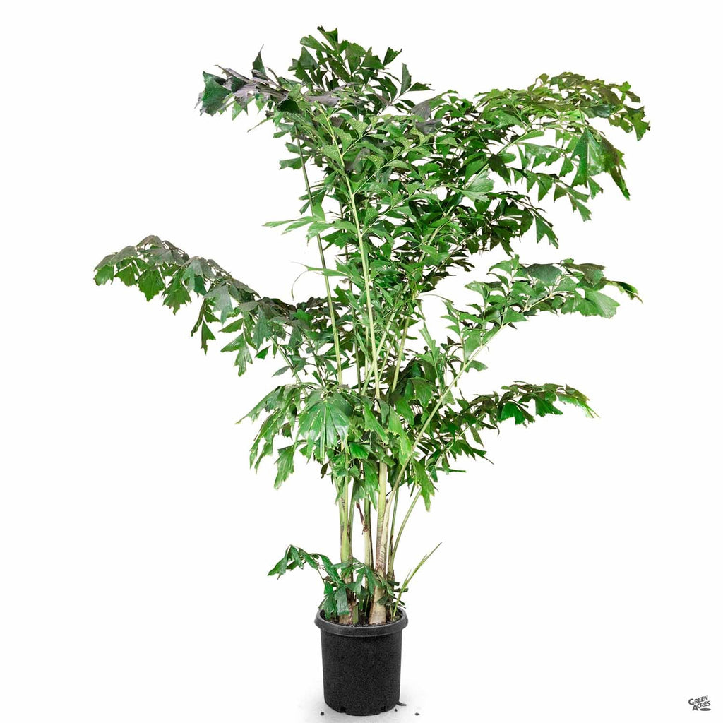 Fishtail palm care