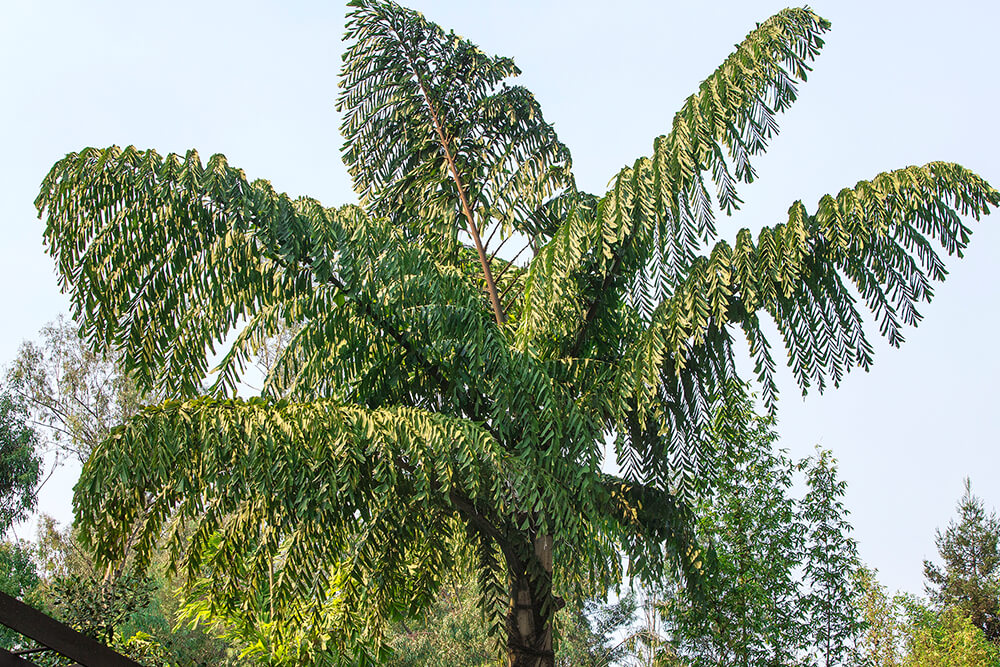Growing fishtail palm indoors