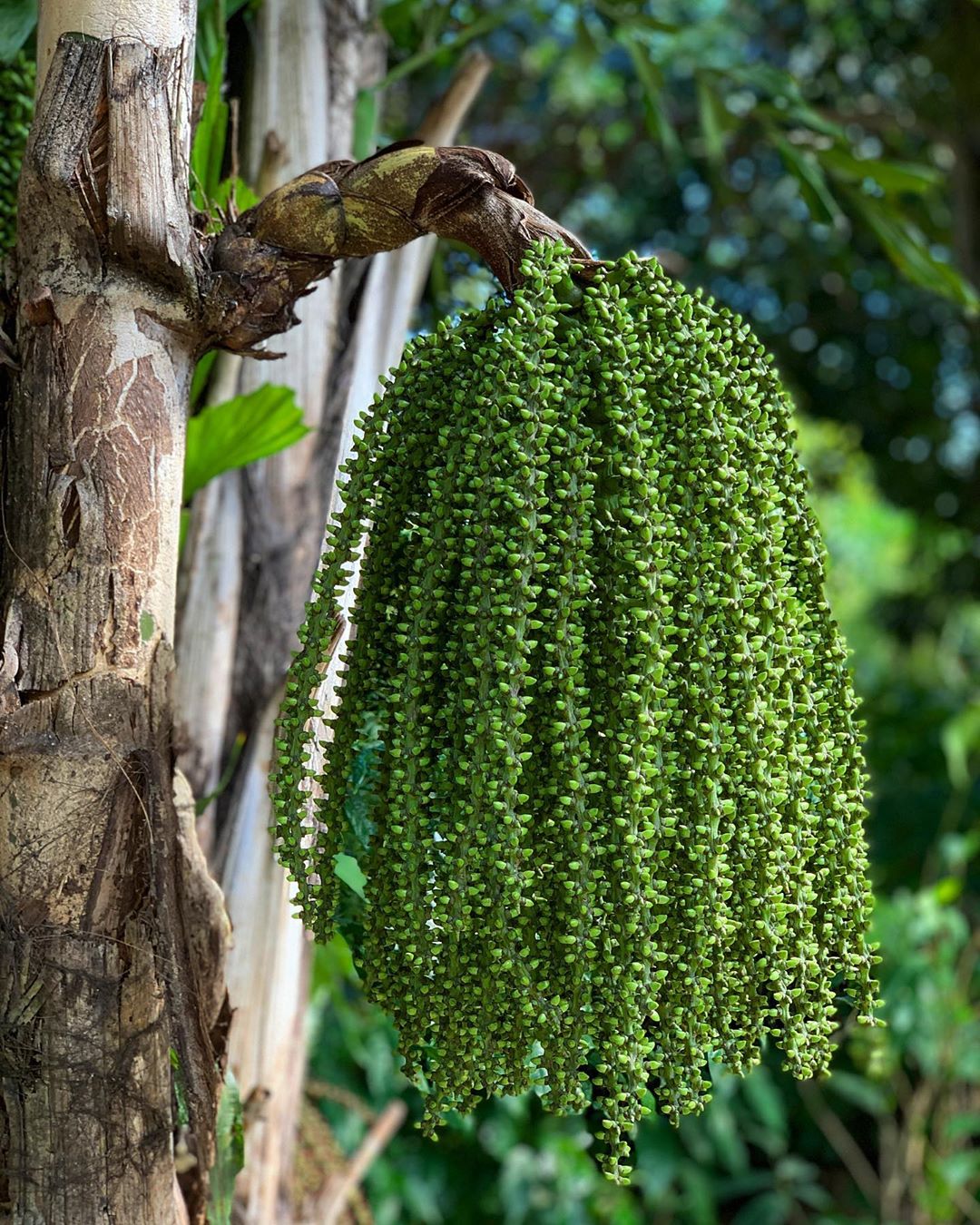 Fishtail palm watering
