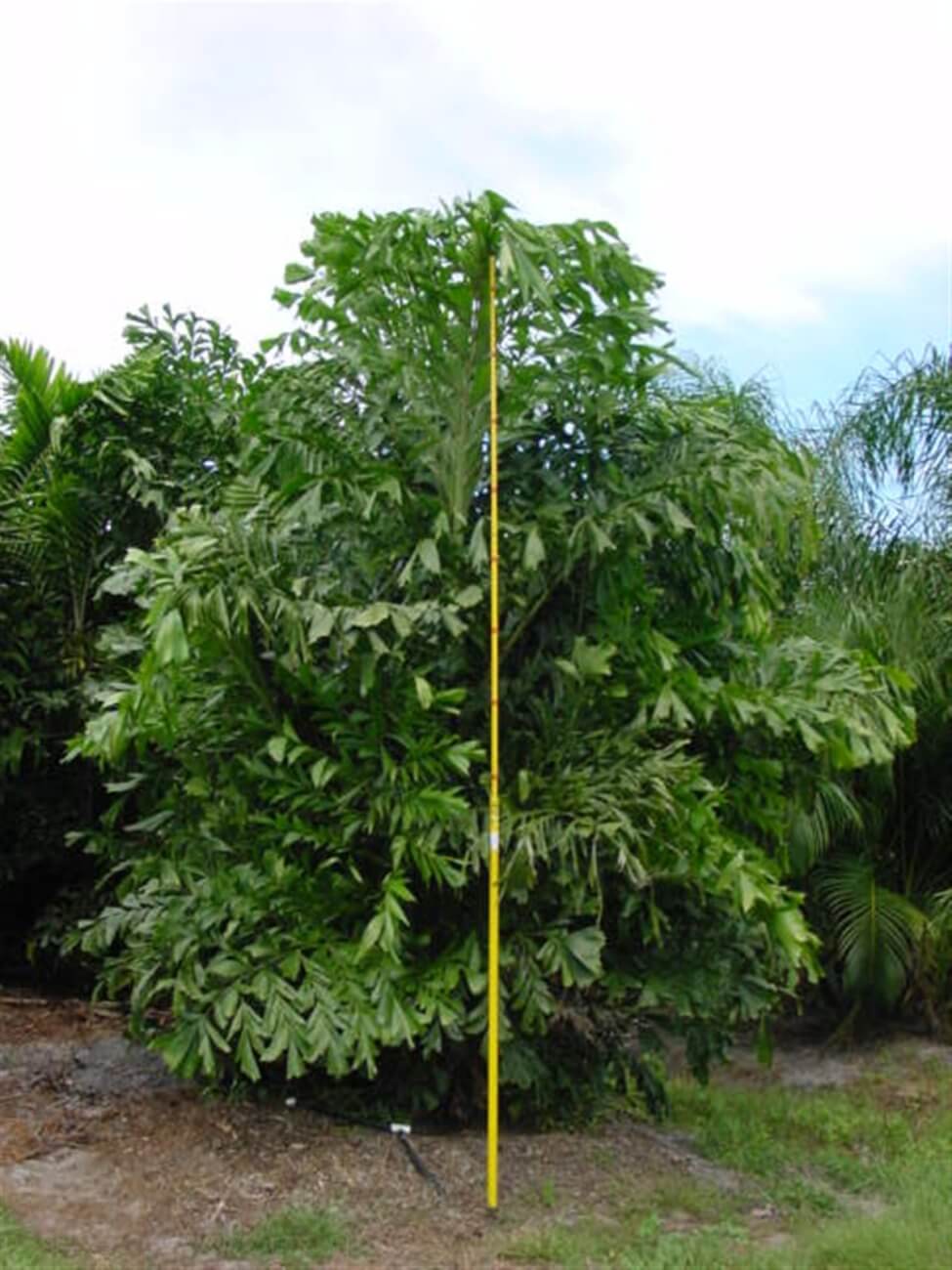 Fishtail palm humidity