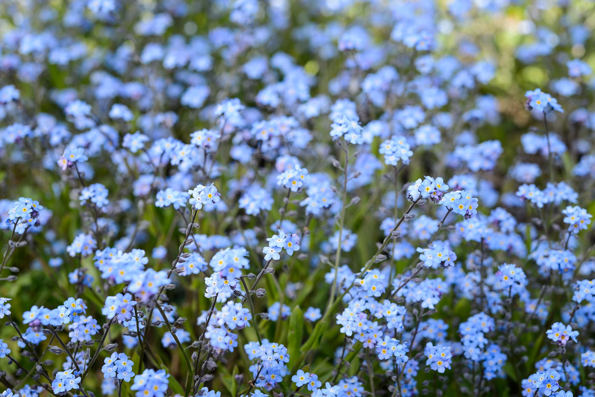 Myosotis scorpioides (Water Forget-Me-Not / True Forget-Me-Not)
