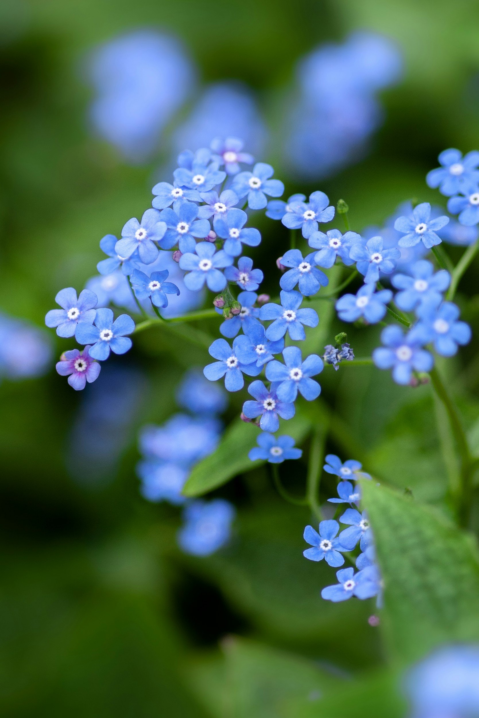 Myosotis alpestris (Alpine Forget-Me-Not)