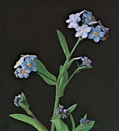 Myosotis discolor (Changing Forget-Me-Not)