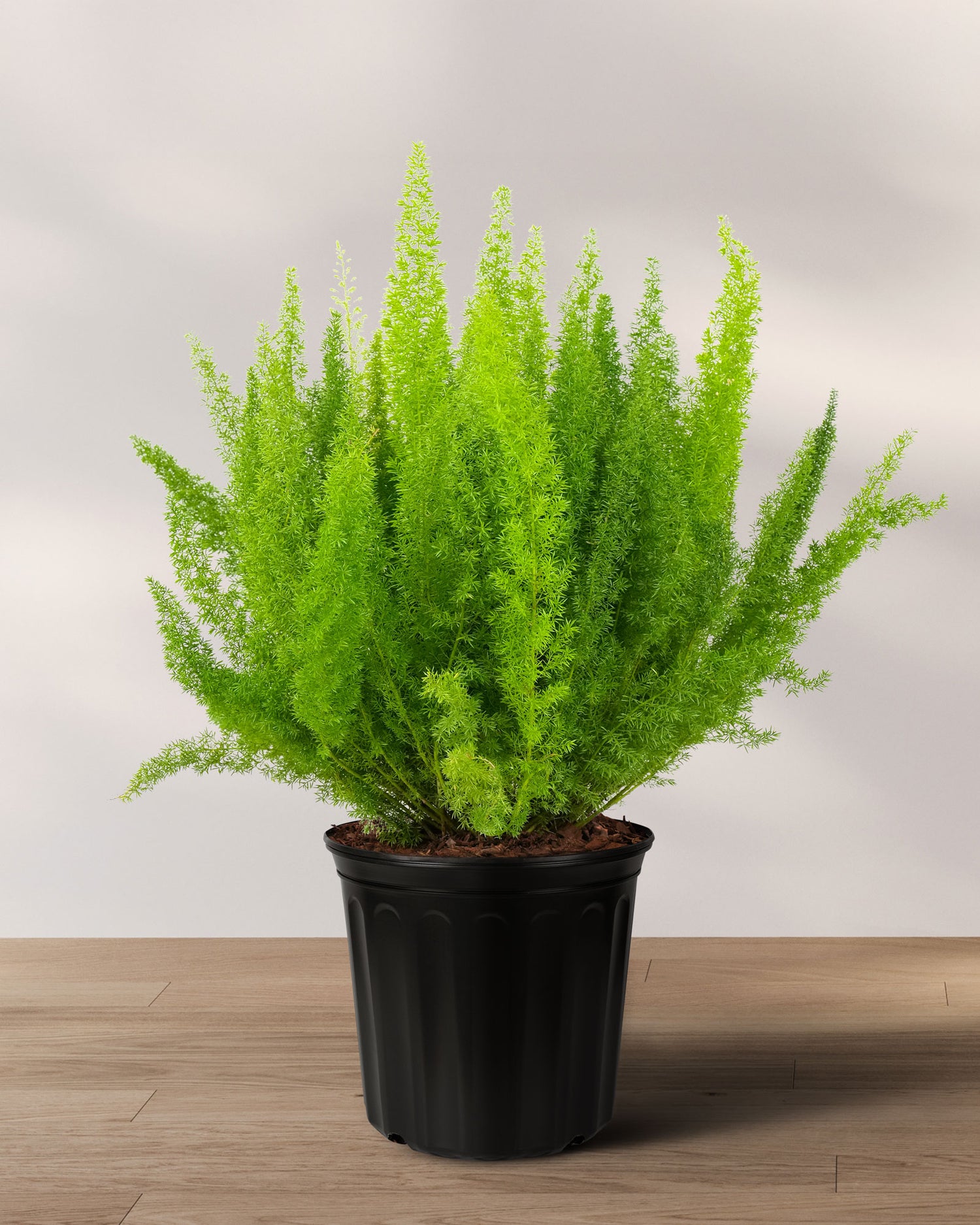Asparagus densiflorus 
