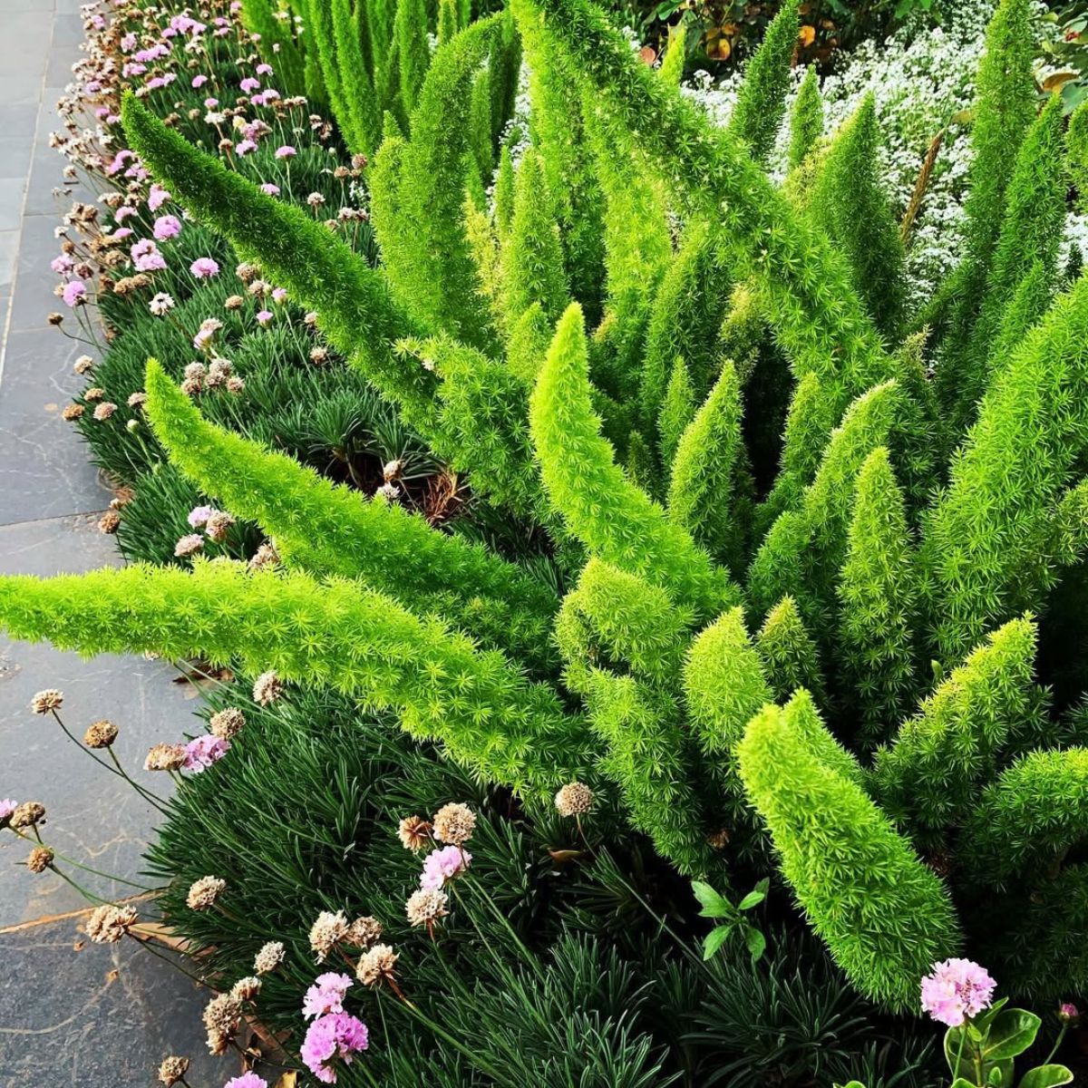 Myersii Foxtail Fern