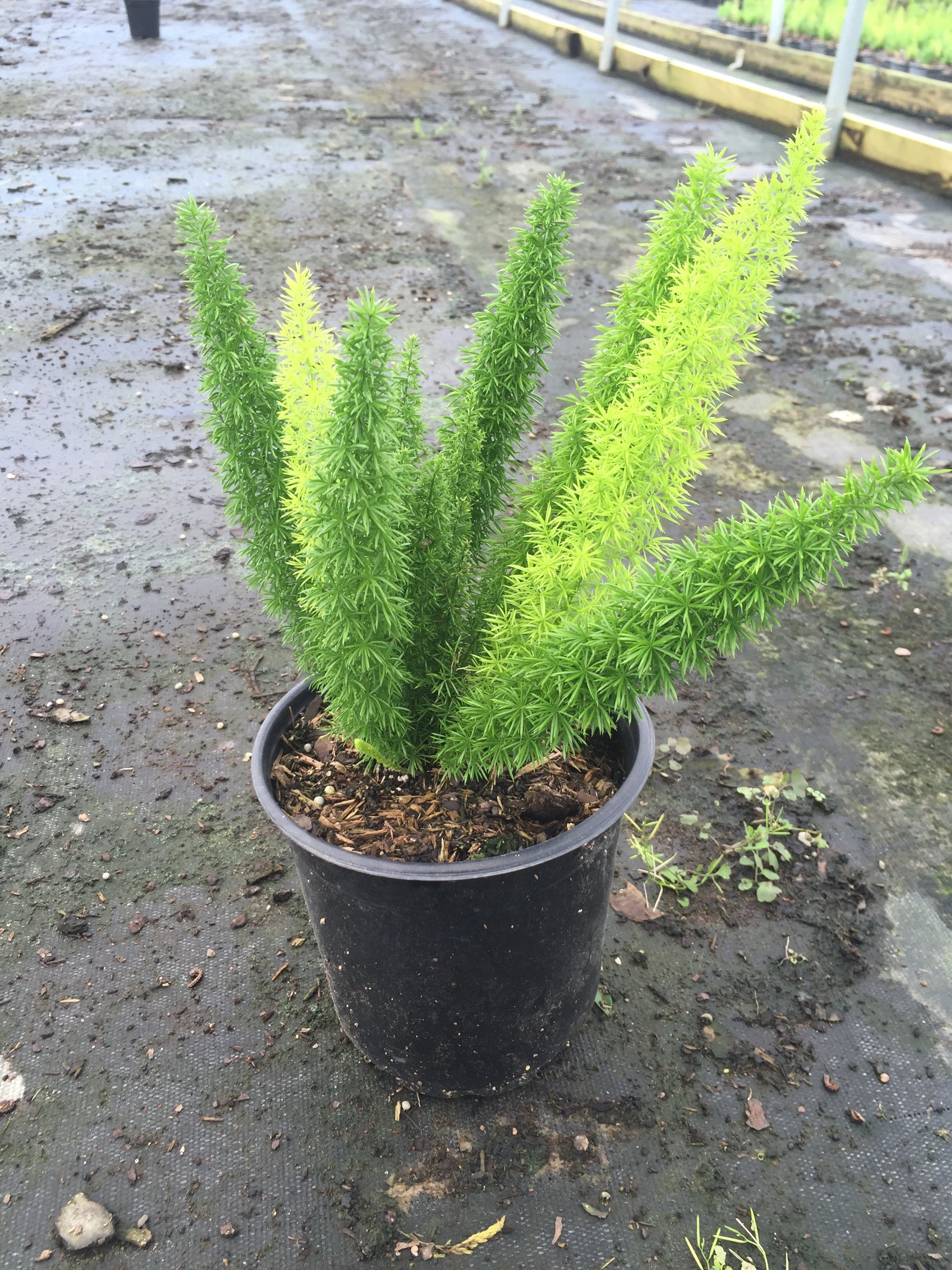 Asparagus densiflorus 