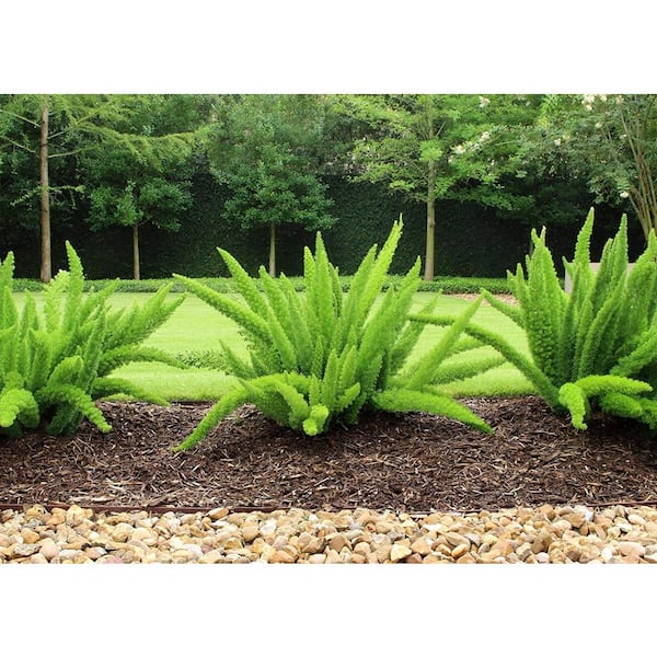 Myersii Foxtail Fern