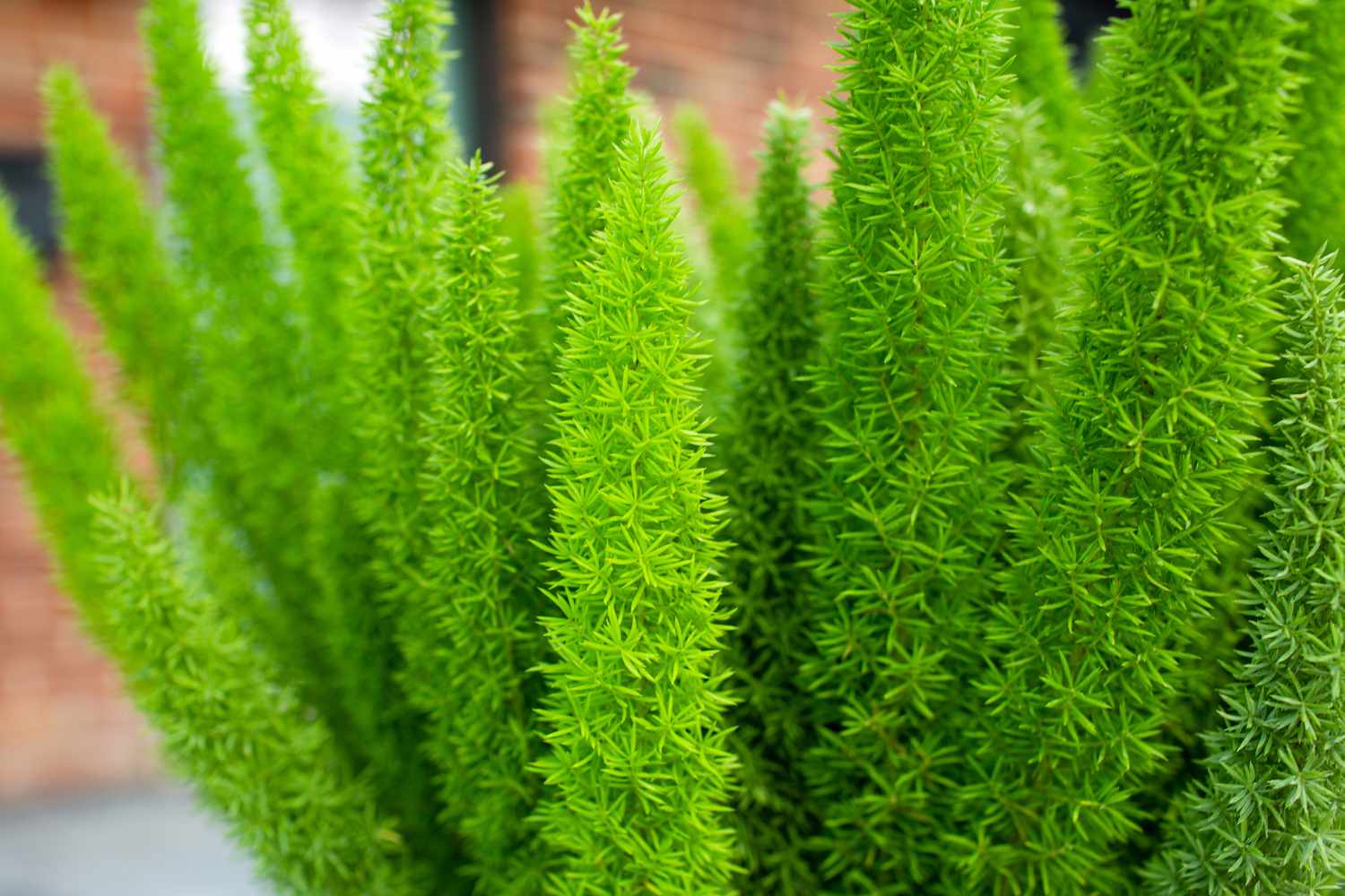 Foxtail Asparagus Fern