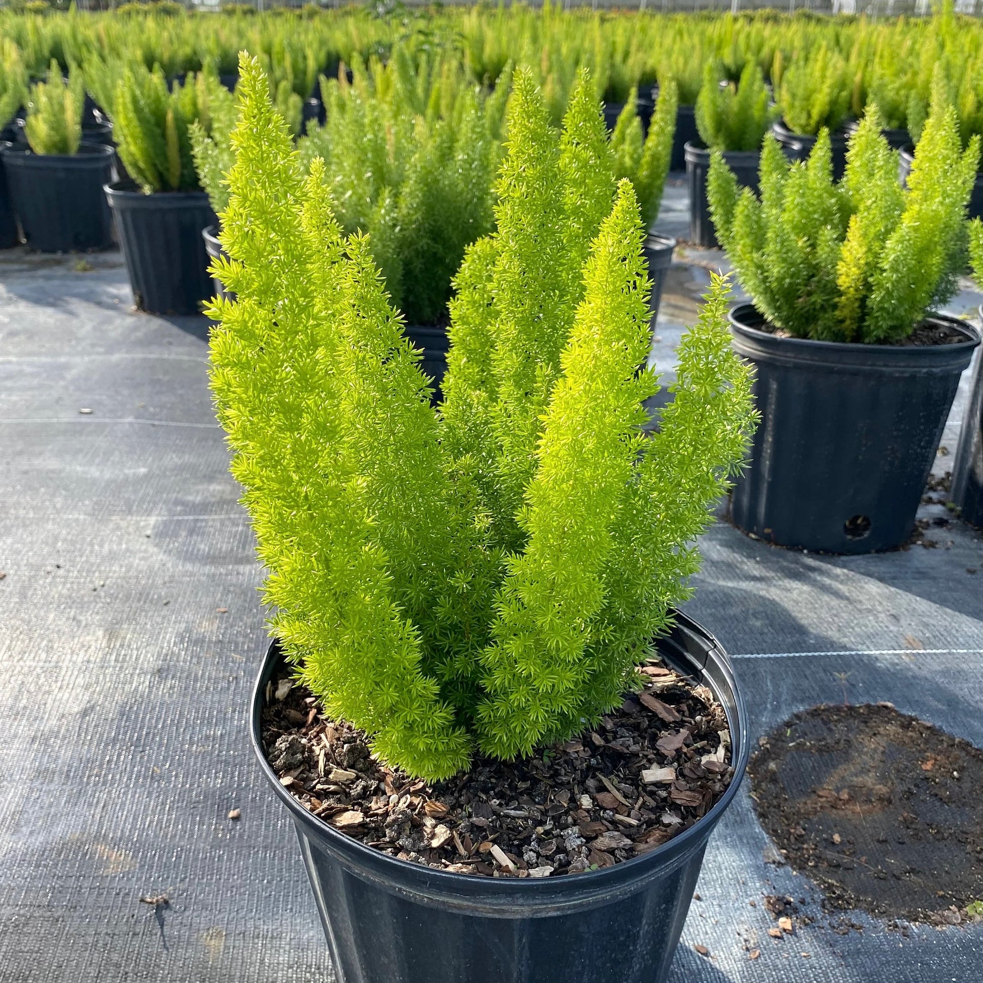 Ornamental Asparagus Fern