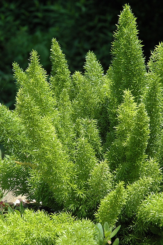 Foxtail Asparagus Fern