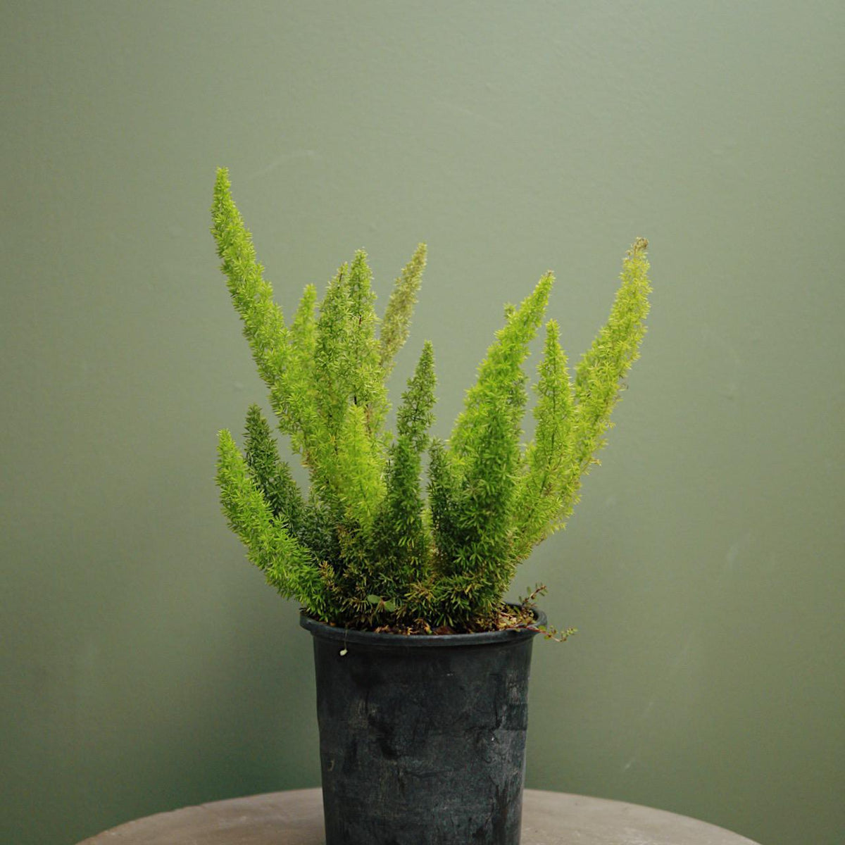 Fern, Foxtail