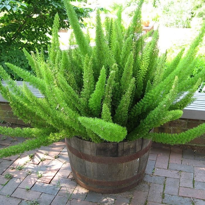 Ornamental Asparagus Fern