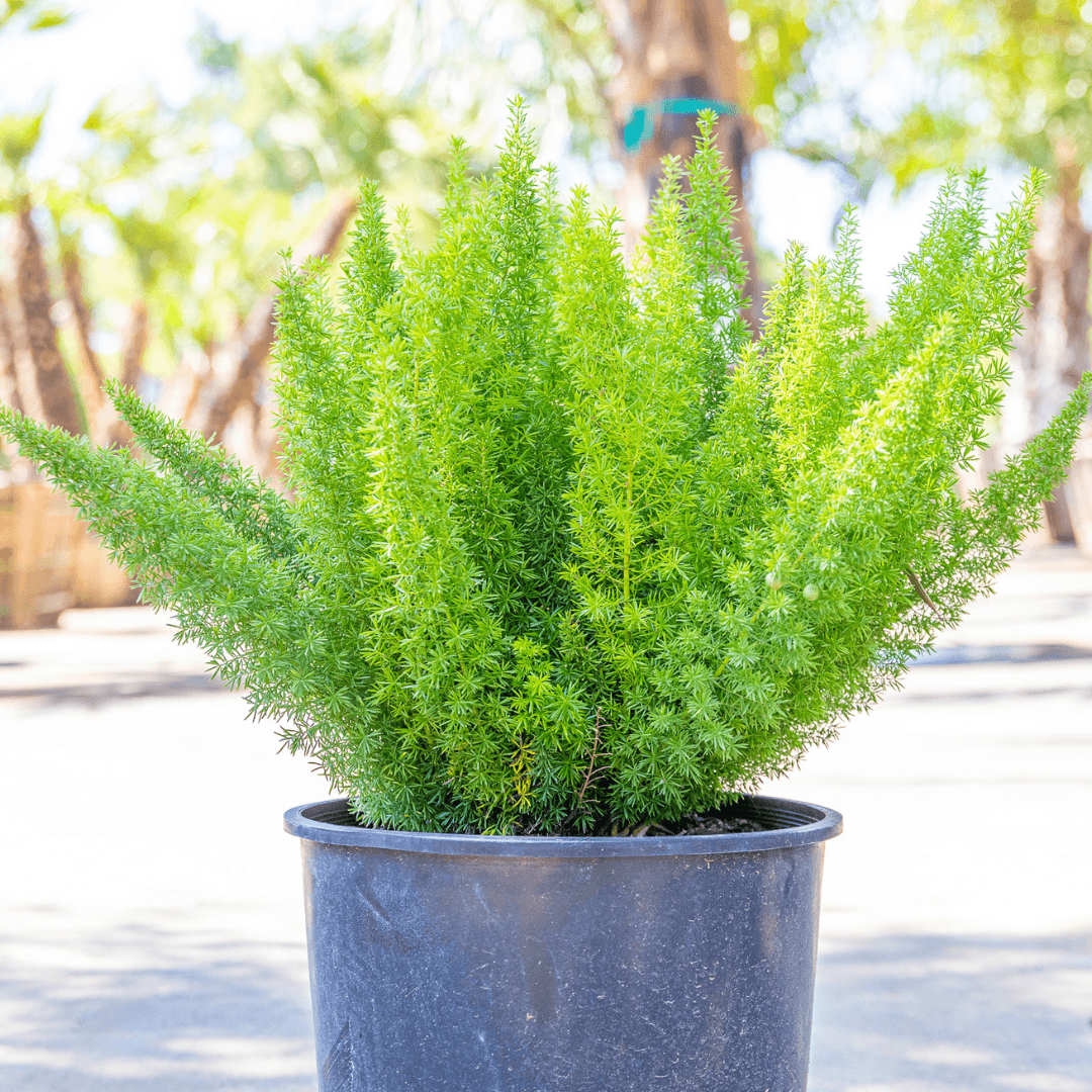 Foxtail Asparagus Fern