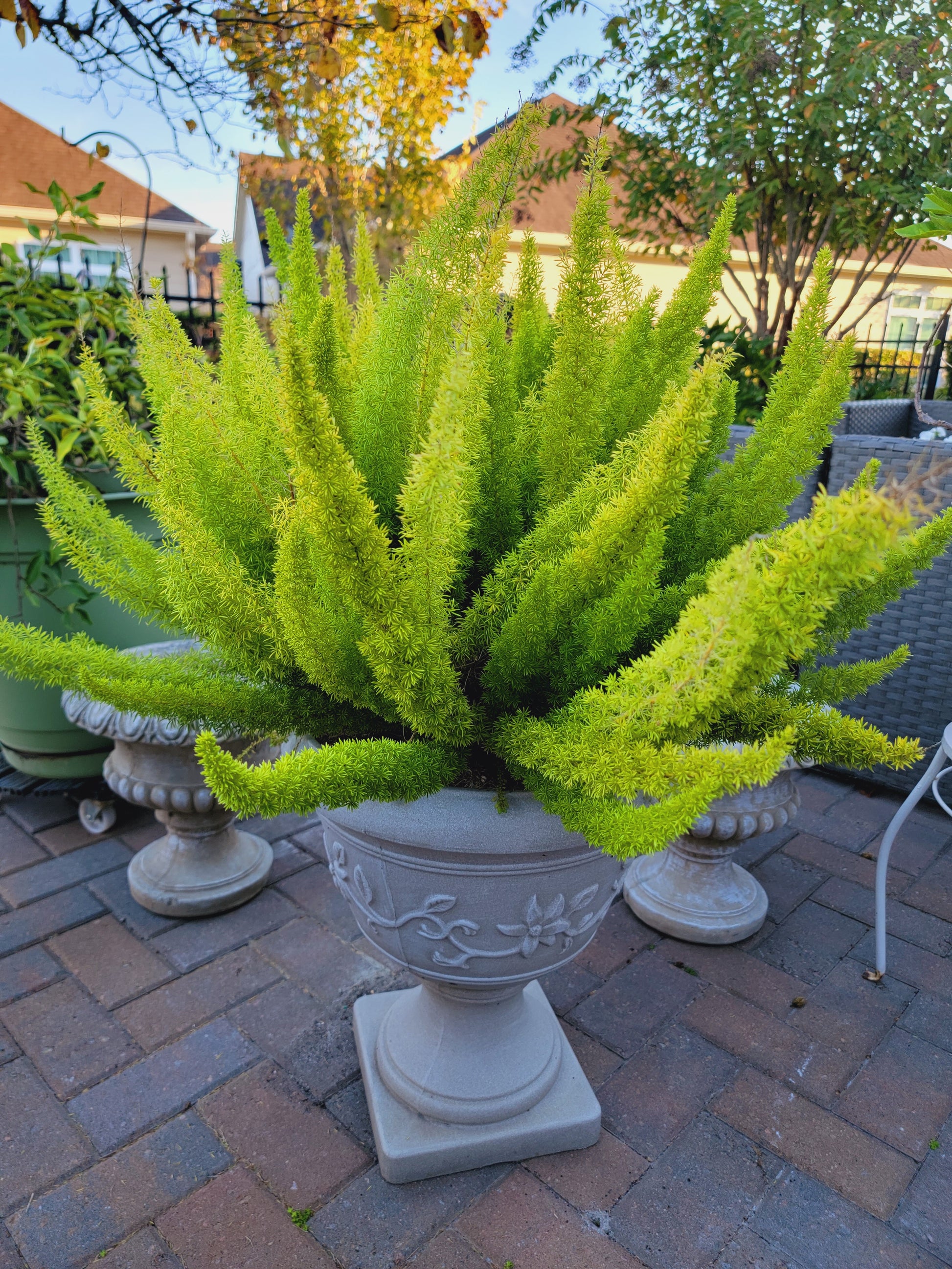 Myersii Foxtail Fern
