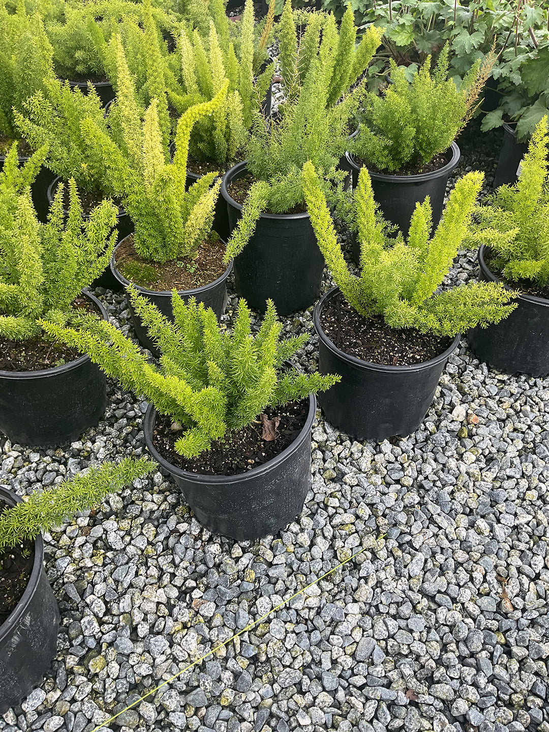 Foxtail Asparagus Fern