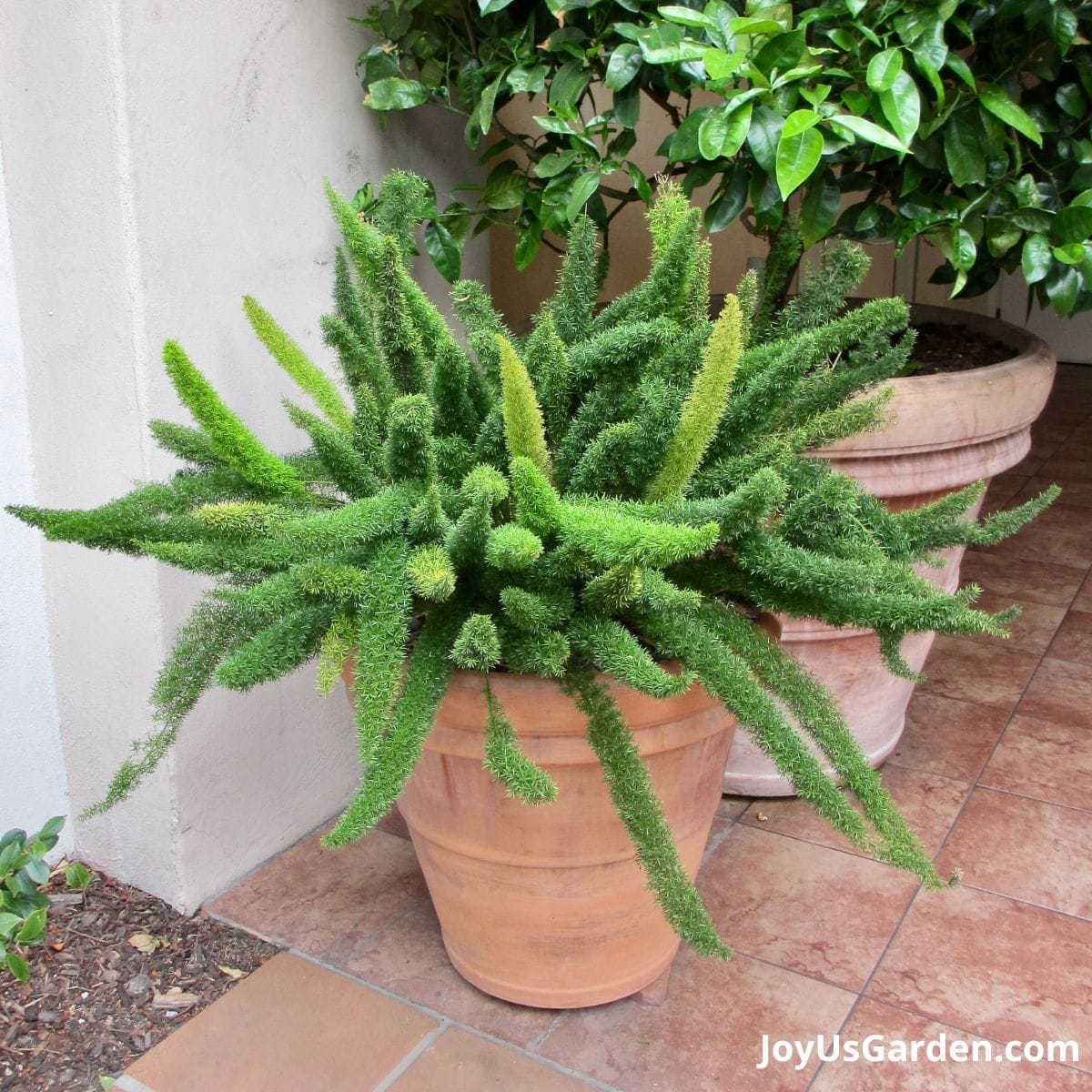 Fern, Foxtail