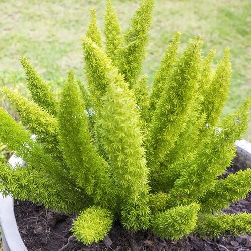 Ornamental Asparagus Fern