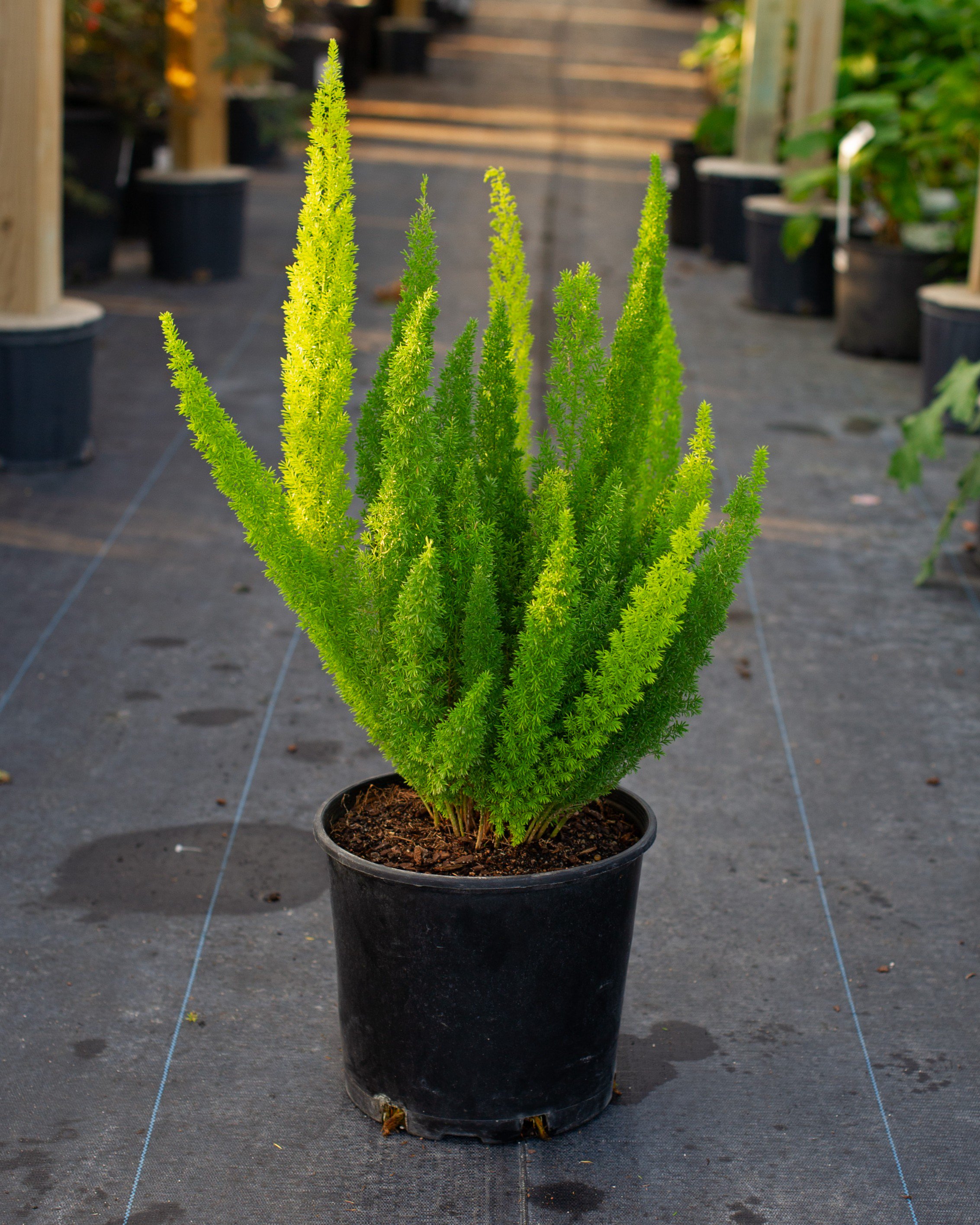 Asparagus densiflorus 