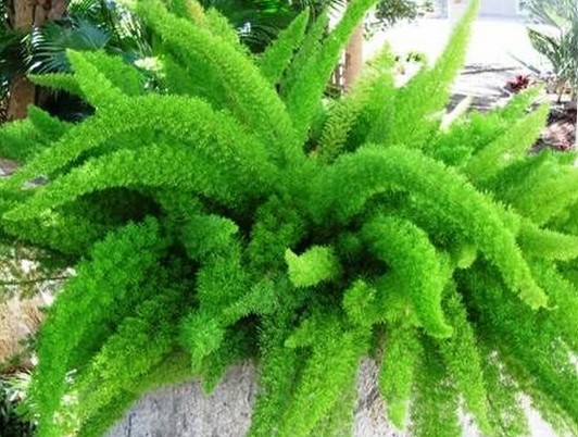 Myersii Foxtail Fern