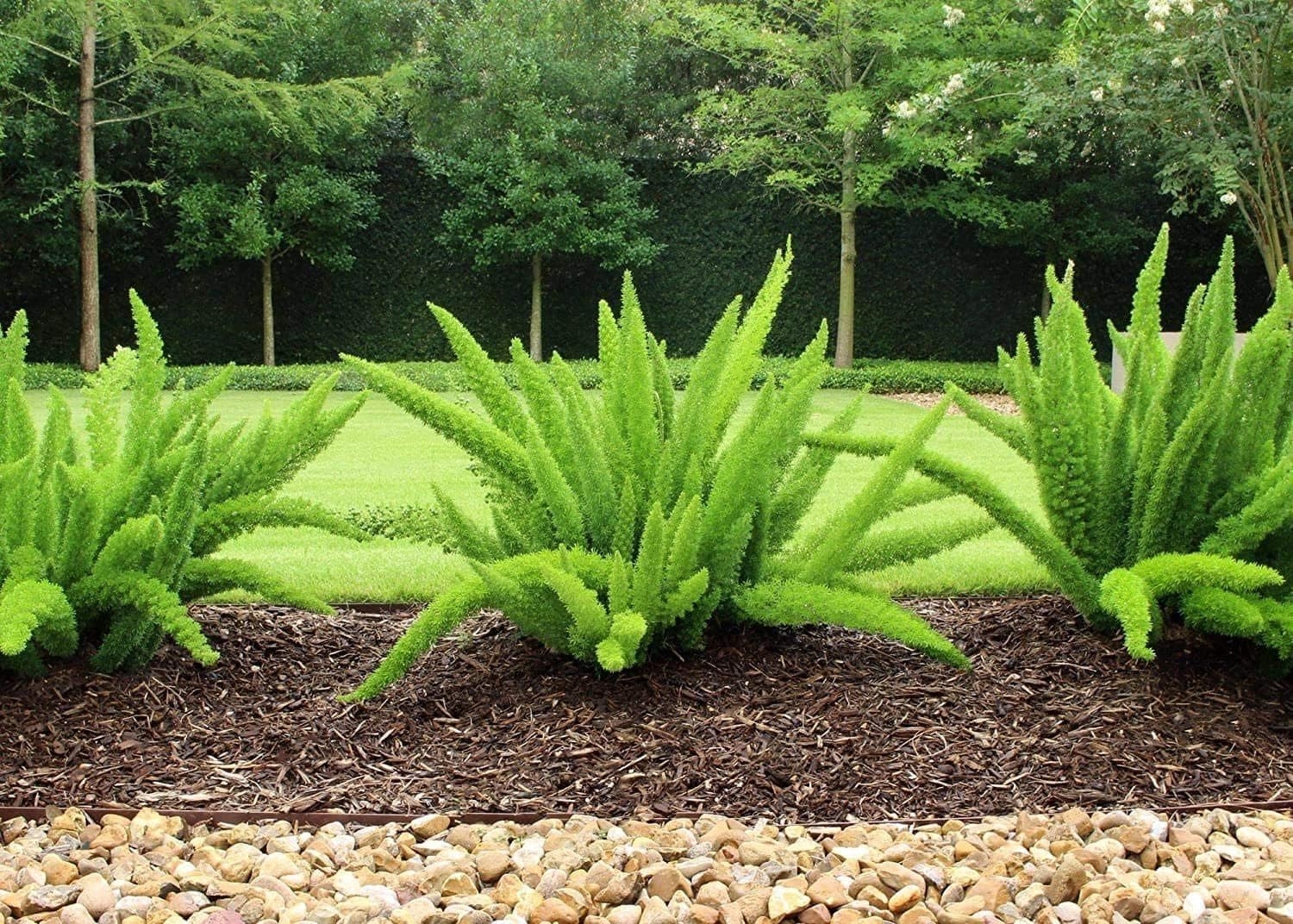 Foxtail Asparagus Fern