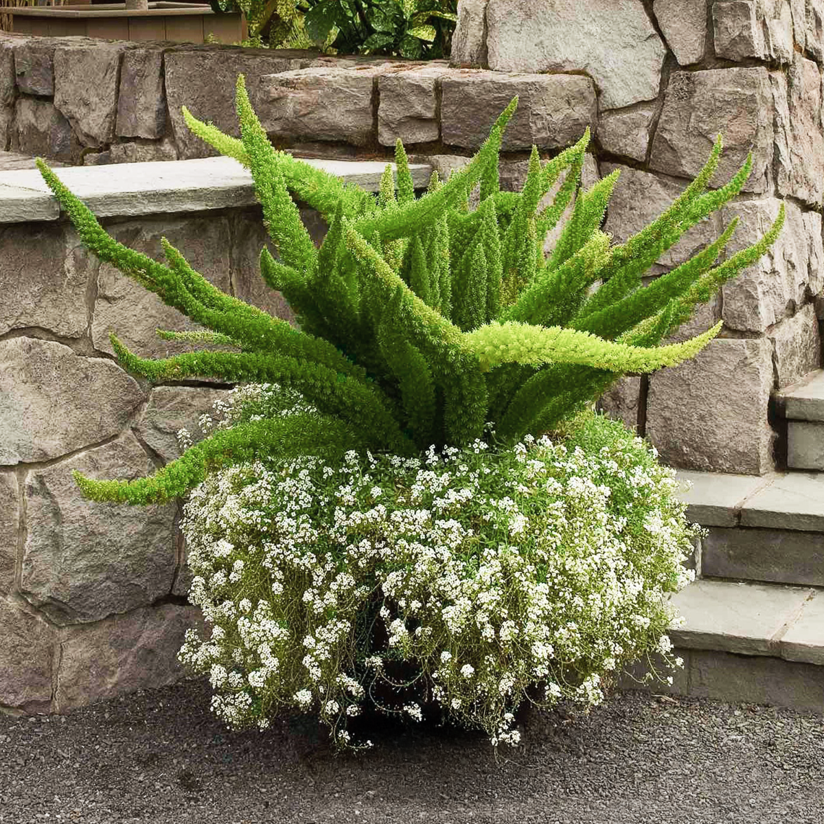 Fern, Foxtail